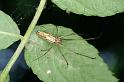 Tetragnatha_montana_D3732_Z_89_Vinkenveense plassen_Nederland